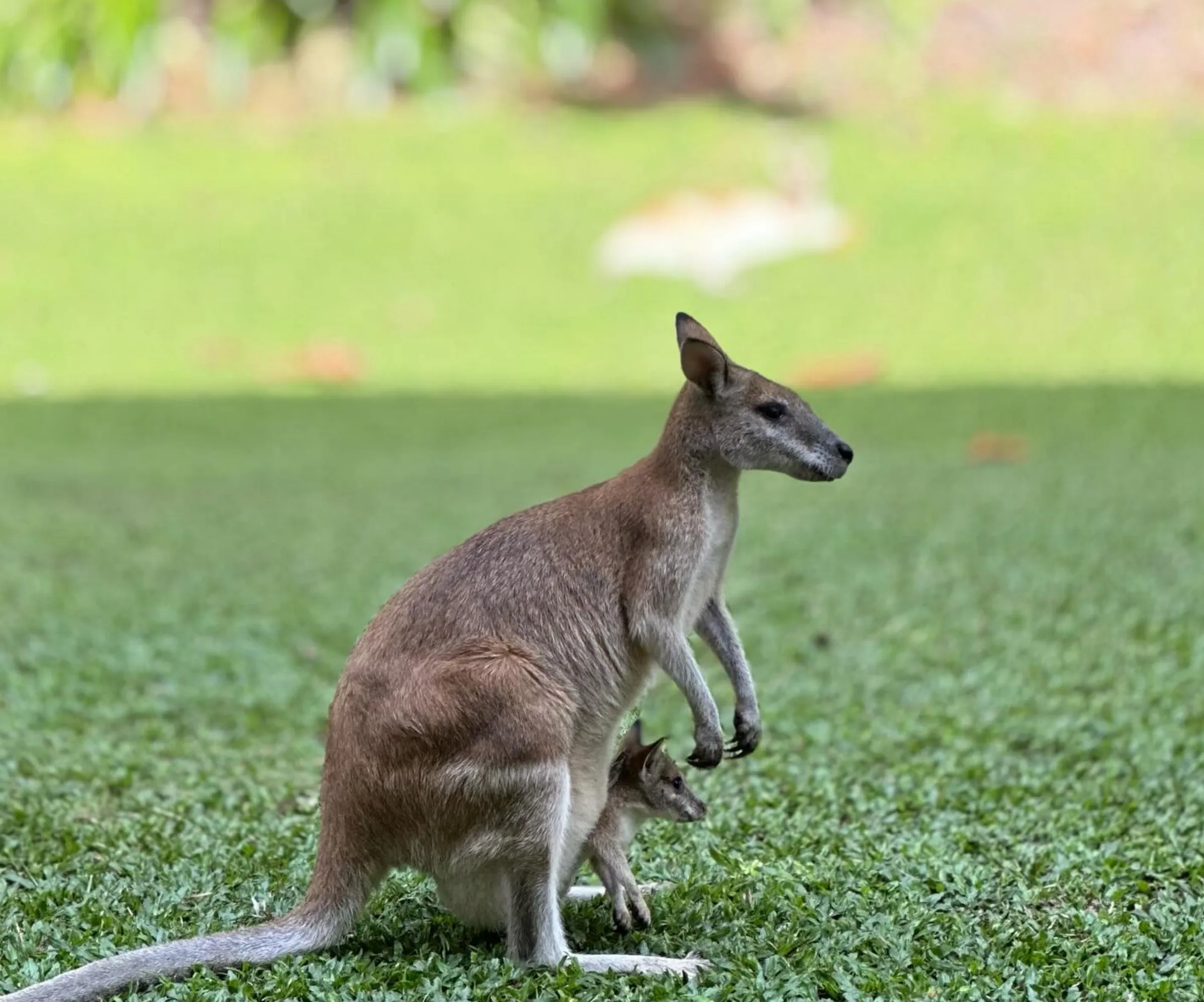 Agile Wallaby