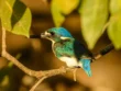 Animal in Kakadu