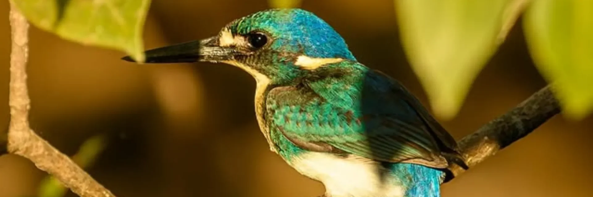 Animal in Kakadu