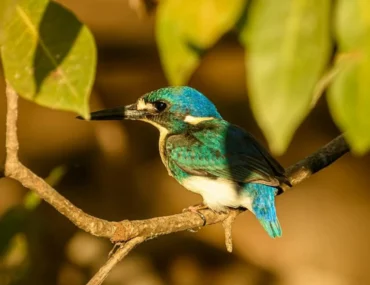 Animal in Kakadu