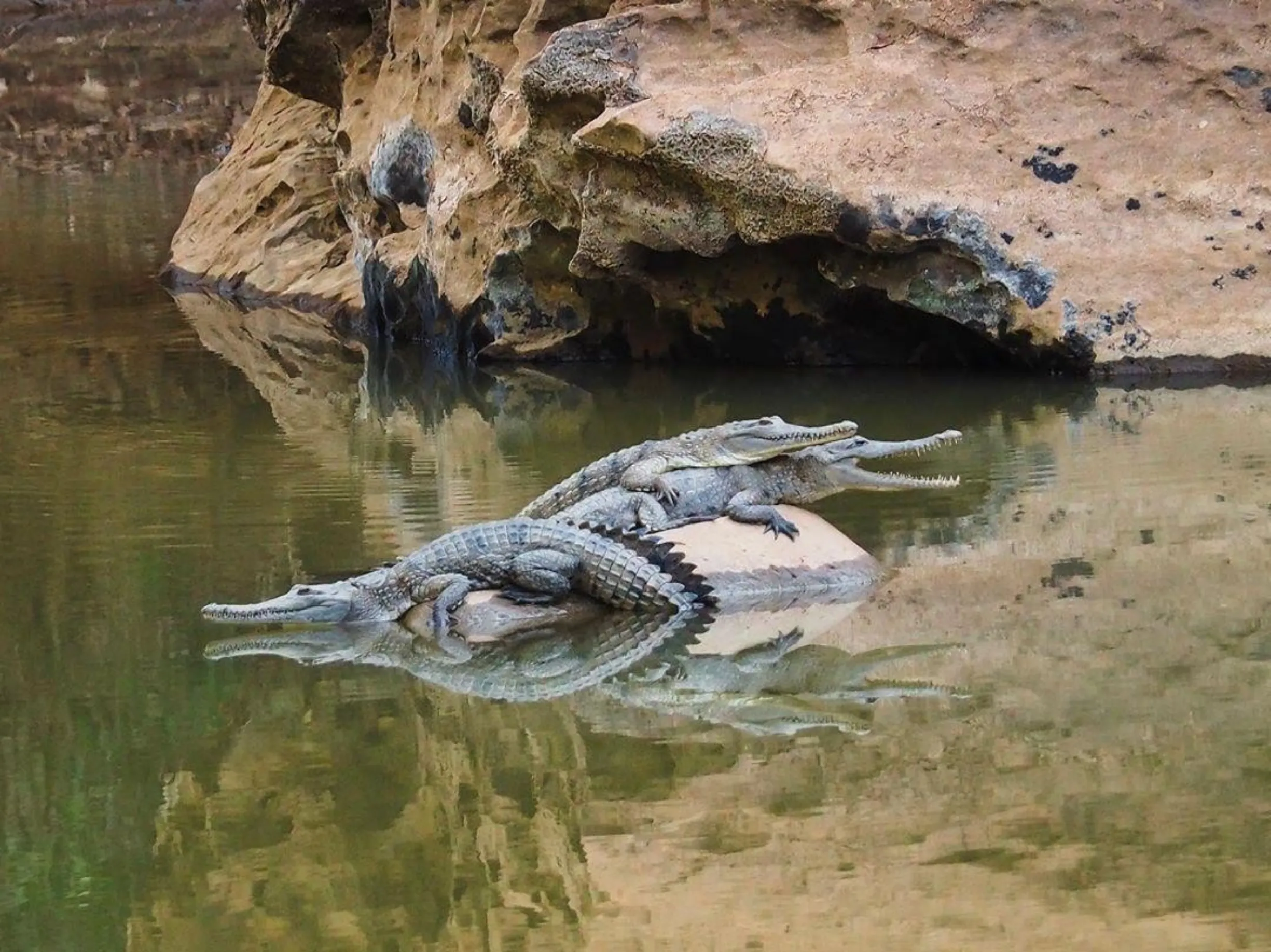 freshwater billabongs